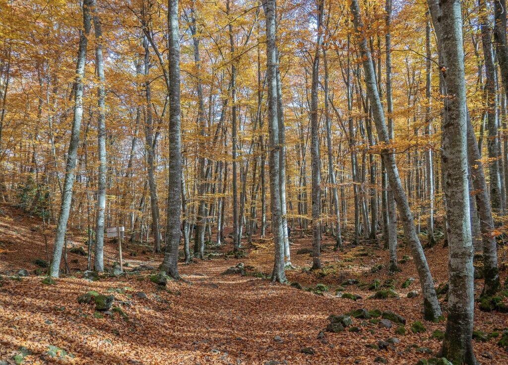 Viajar en autocaravana por la Garrotxa: la guía definitiva